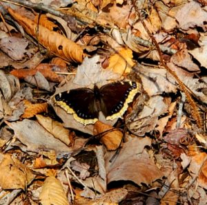 photo of mourning cloak butterfly