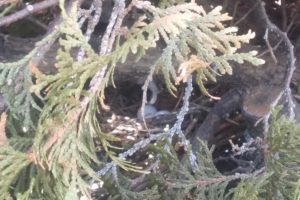 photo of Mourning dove nest