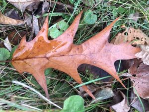 photo of oak leaf