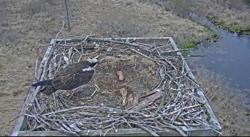 photo of Osprey with 2 eggs