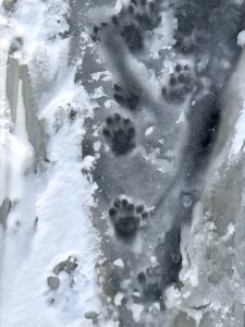 photo of otter tracks