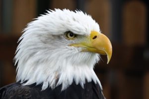 photo of mature bald eagle