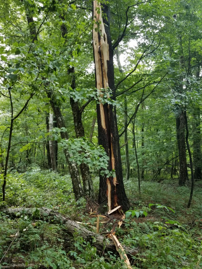 photo of charred tree, splintered, by lightning