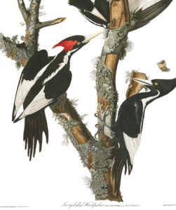 Ivory-billed woodpecker plate by John J Audubon