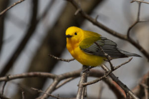 photo of prothonotary warbler