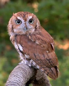 photo of a red phase screech owl