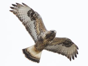 photo of rough-legged hawk in flight