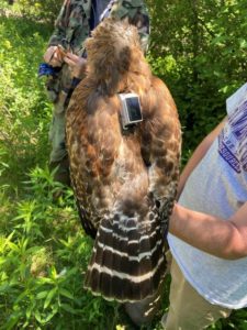 photo of red-shouldered hawk with transmitter