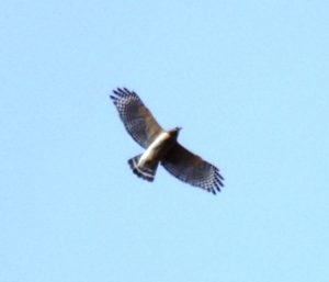 Red-shouldered hawk in flight photo