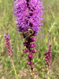 photo of rusty patched bumblebee on blazing star