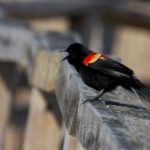 photo of a red-winged blackbird