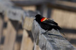 photo of a red-winged blackbird