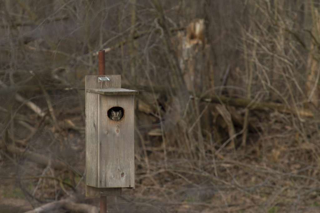 photo of screech owl in wood duck box