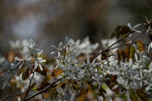 photo of blooming serviceberry