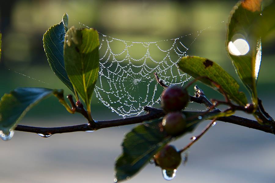 photo of spider web with pearls of dew on it in the sunlight