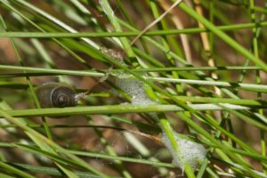 photo of spittlebug in spittle and snail