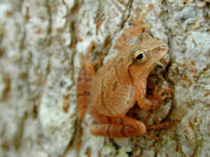 photo of spring peeper