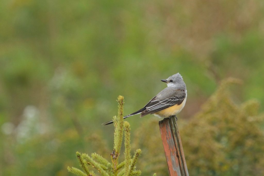 photo of a scissor-tailed flycatcher on a post