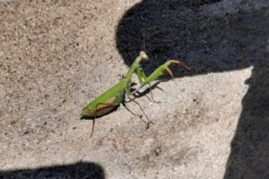 photo of praying mantis