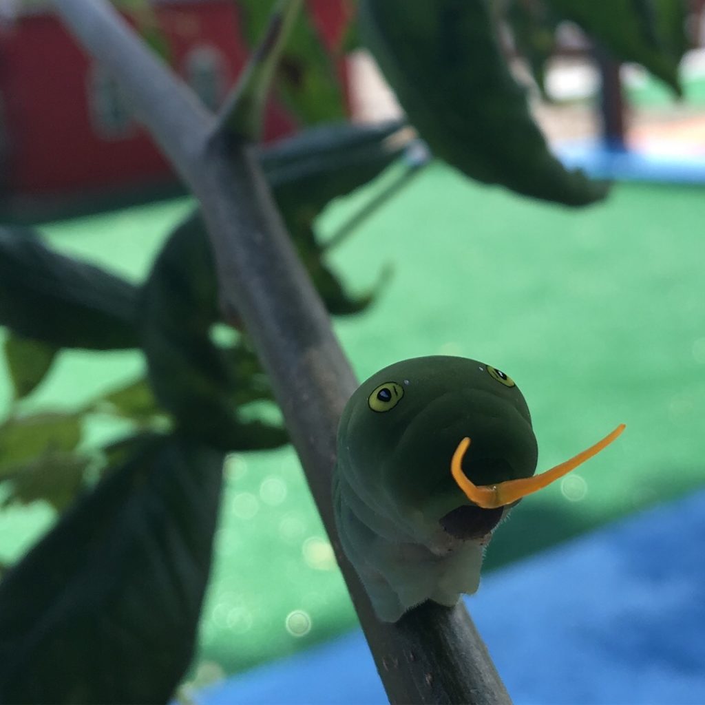 photo of Tiger swallowtail caterpillar