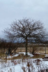 photo of swamp white oak 