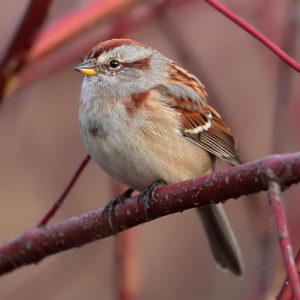 photo of tree sparrow on branch