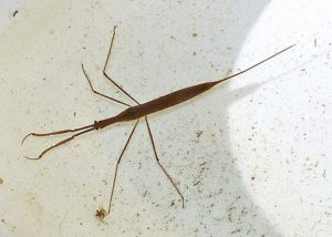 photo of water scorpion