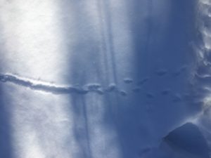 photo of a weasel track in the snow