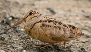 photo of American woodcock 