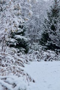 photo of trees with snow