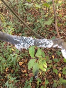 photo of wooly aphids on alder 