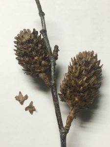 photo of yellow birch catkins